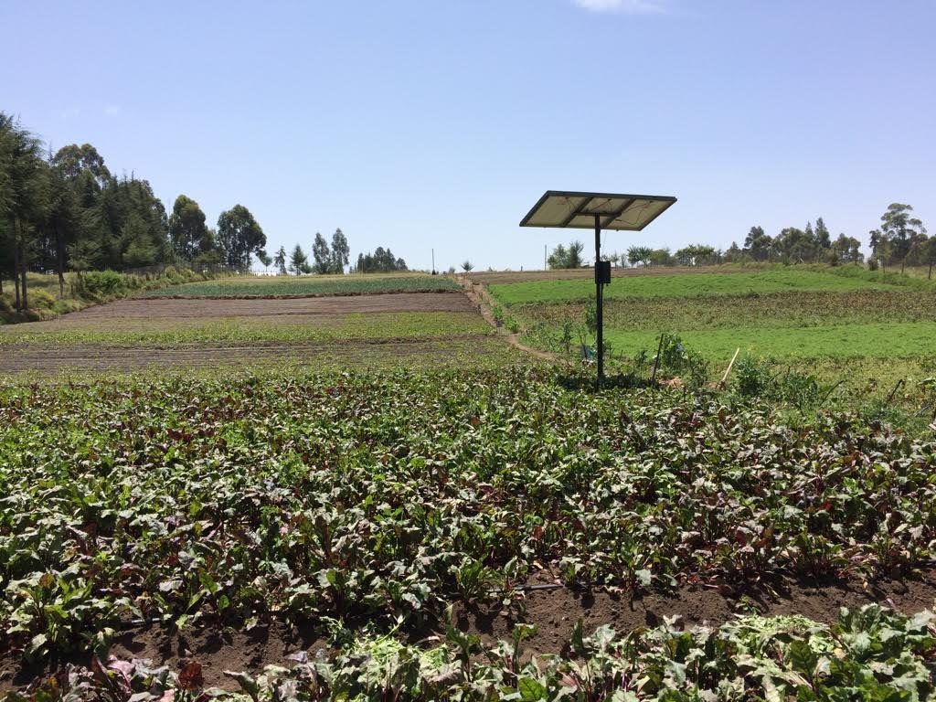 A farm in central Kenya grows vegetables using SunCulture's solar-powered water pump and drip irrigation system.